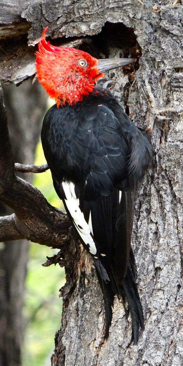 Magellanic Woodpecker set of 3 by Iris Yang - Image 3