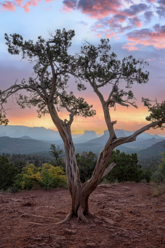 Pine Tree Overlook by Bill Belvin