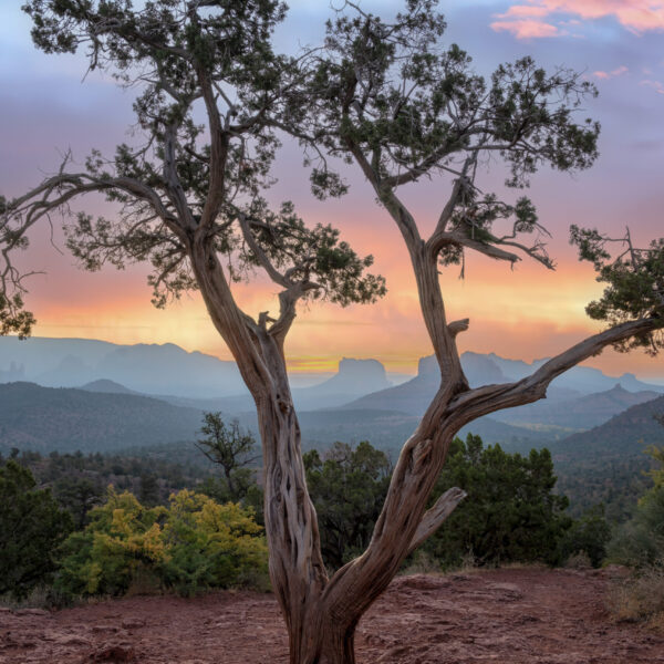 Pine Tree Overlook by Bill Belvin