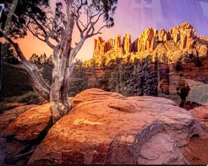 Winter's Light by Shelly Wayne