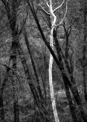 The Ghost Trees of Junipine by Terry Shoulders