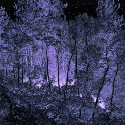 Midnight Dance of the Forest Faeries by Terry Shoulders