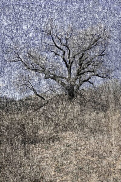 Tapis - Trees No 2 by Terry Shoulders