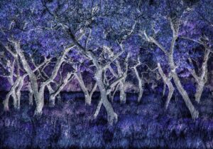 The Dancing Trees by Terry Shoulders