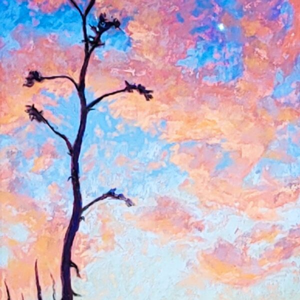 Century Plant Sunset by Alison Crary