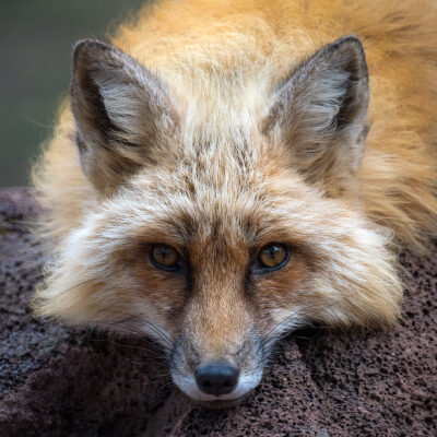 Cutie Pie Fox by A O Tucker