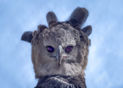 Harpy Eagle by A O Tucker