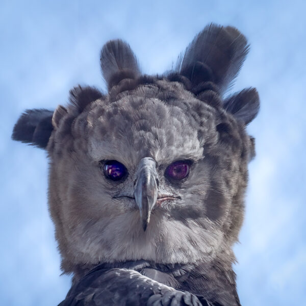 Harpy Eagle by A O Tucker