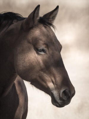Light Among the Shadows by A O Tucker