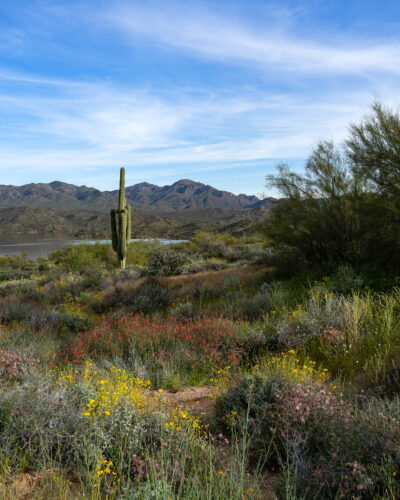 The Draw of Color by A O Tucker