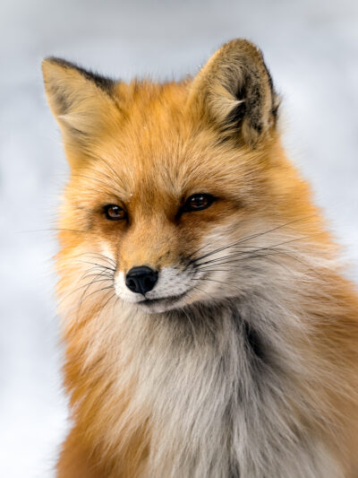 Red Fox Winter Glow by A O Tucker