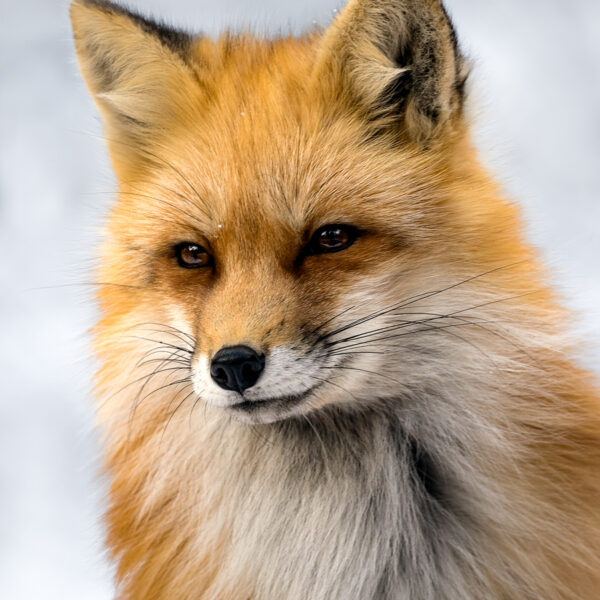 Red Fox Winter Glow by A O Tucker