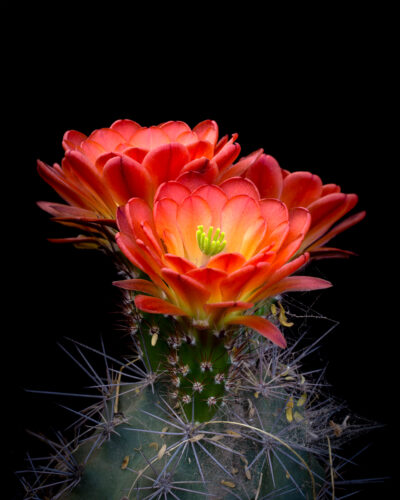 Claret Cup Bokay by A O Tucker