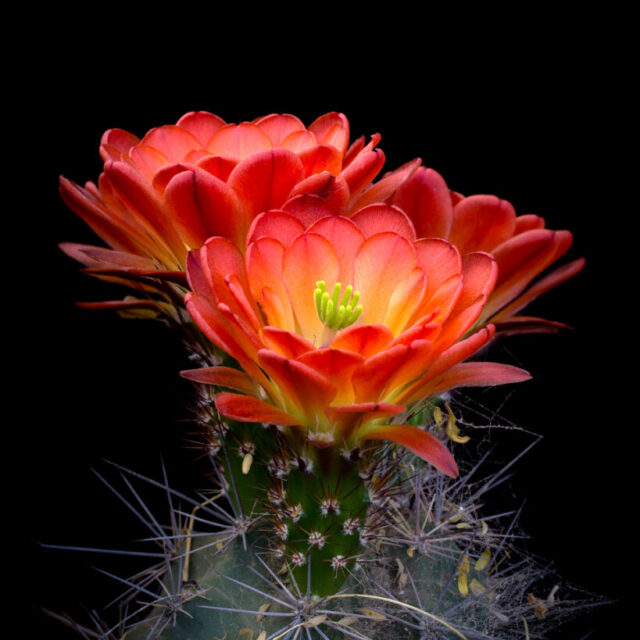 Claret Cup Bokay by A O Tucker