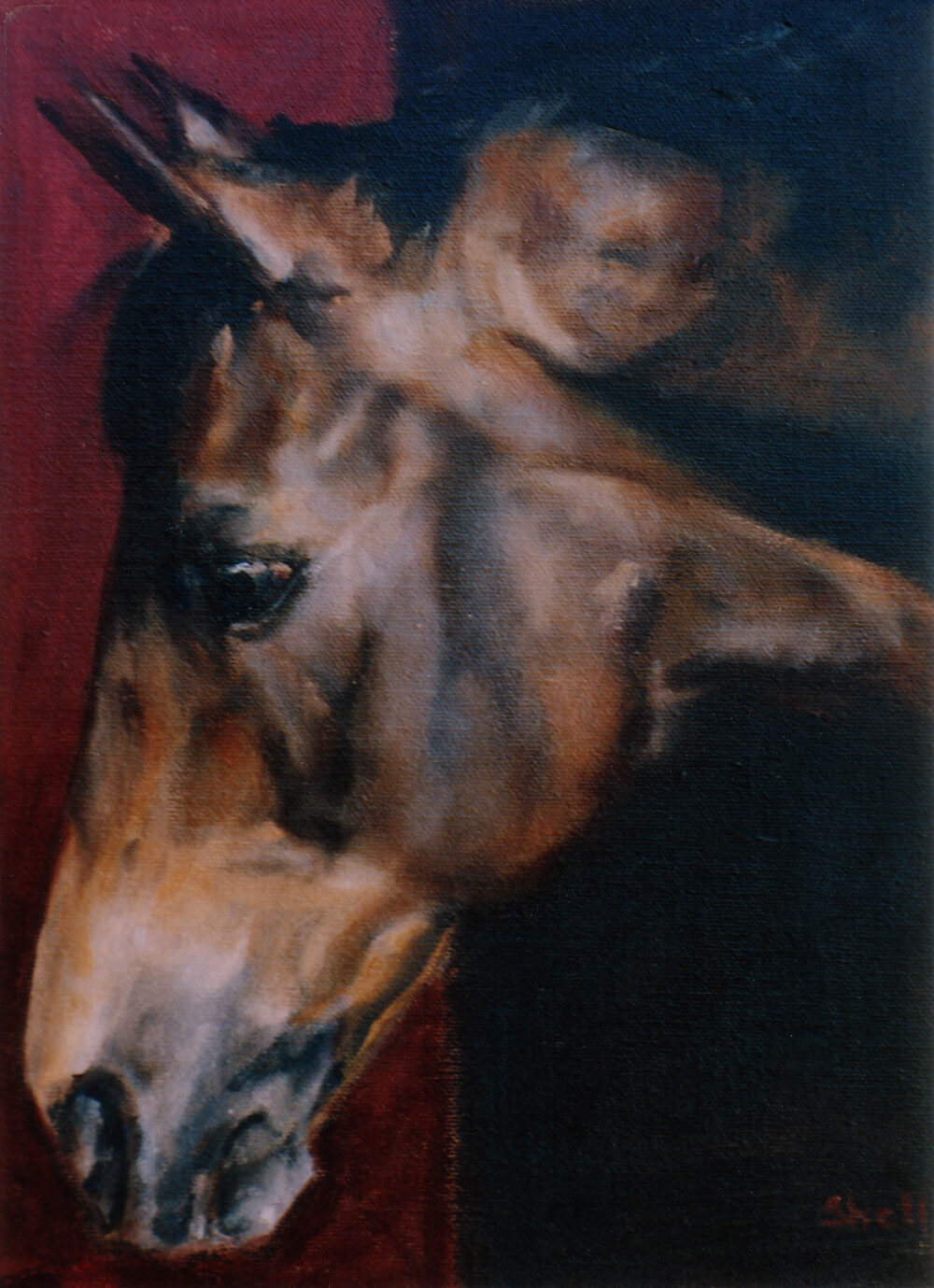 Shelly Hackett knightly