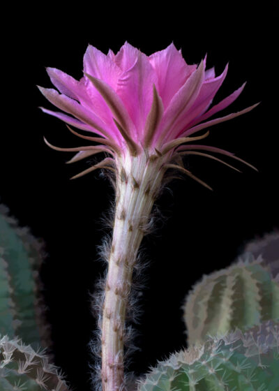 Cactus Flute II by A O Tucker