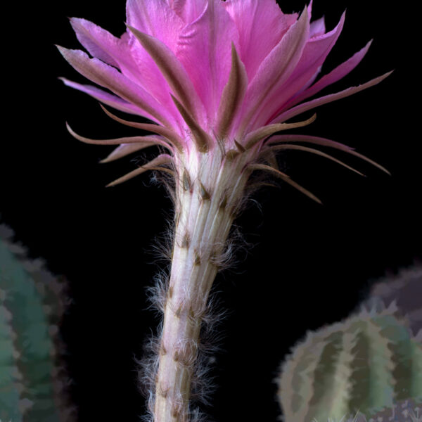 Cactus Flute II by A O Tucker