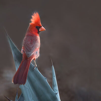 Cardinal Crest Aglow by A O Tucker