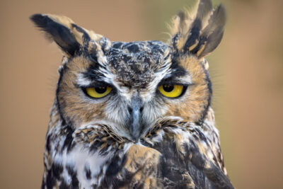 See for Miles and Miles by A O Tucker