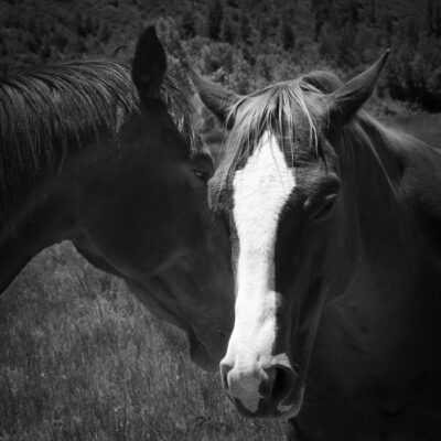 A Language Between Friends by Barbara Altevers 45J