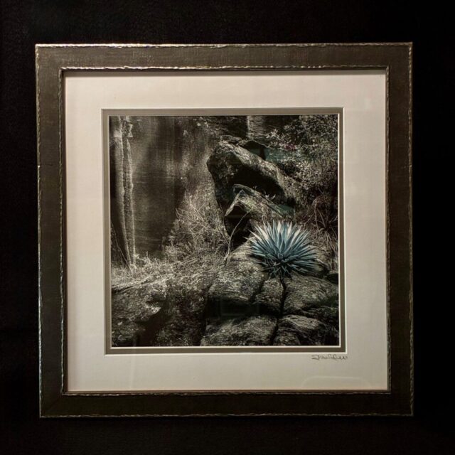 Blue Agave by Terry Shoulders