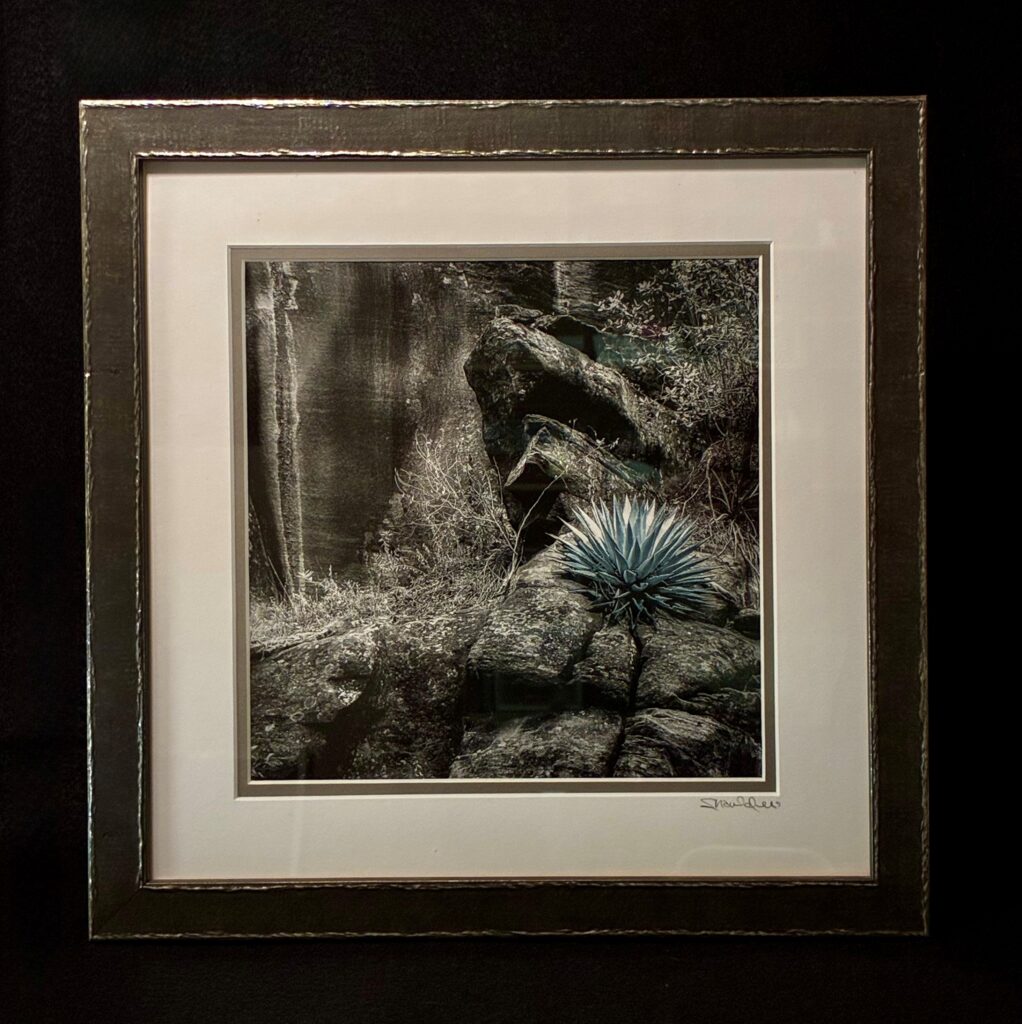 Blue Agave by Terry Shoulders
