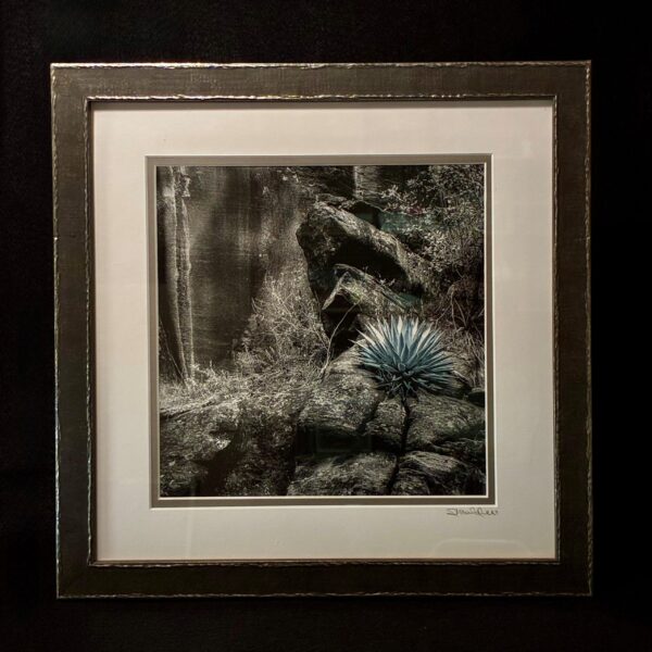 Blue Agave by Terry Shoulders