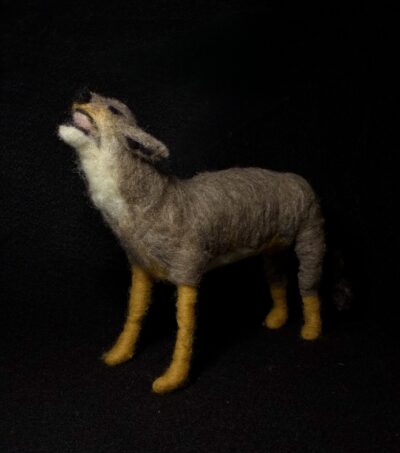 Coyote by Laurie Cameron